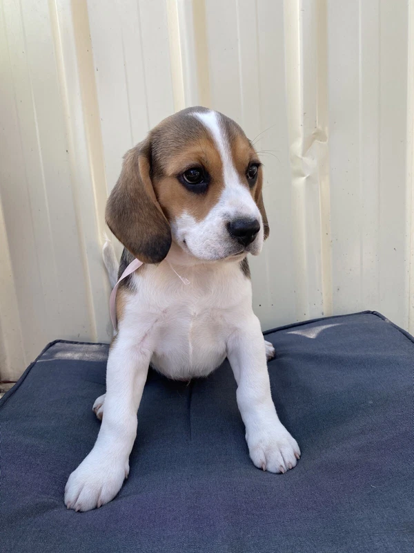 gumtree beagle puppies