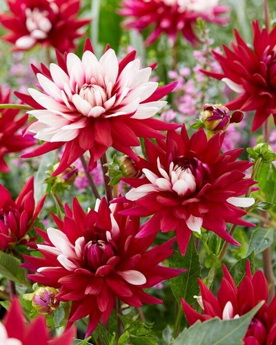 1- Rebecca's World Cactus Dahlia Flower Bulb Tuber
