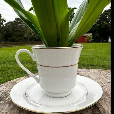 dracaena jc compacta Large Dracaena Compacta Cane Houseplant - Large (2' to 4' tall) Sea Glass Planter main image 0