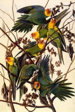 BIRDS OF AMERICA CAROLINA PARROTS AUDUBON PAINTING REPRO ON PAPER OR CANVAS