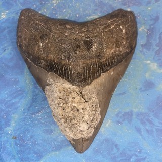 MEGALODON SHARK TOOTH 4.28” HUGE TEETH MEG SCUBA DIVER DIRECT FOSSIL NC 2857