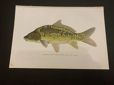 Vintage c.1910 European Mirror Carp Chromolithograph Bookplate Fish Print