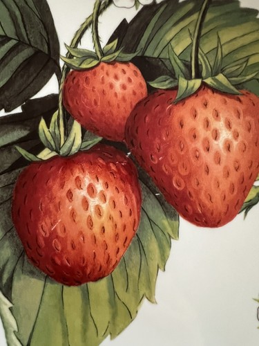 Portmeirion Eden Frutta Piatto Fragole Lavabile in Lavastoviglie Microonde - Foto 8 di 9