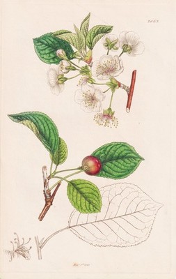 Prunus Cerasus cherry Kirsche botany Botanik Kupferstich Sowerby Smith 1841