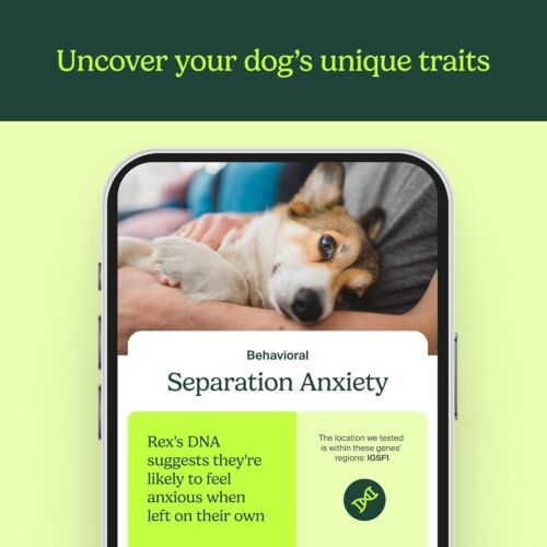 Prueba de ADN para mascotas de ascendencia: prueba de identificación de raza de perro, rasgos genéticos, coincidencias de ADN - Imagen 3 de 5