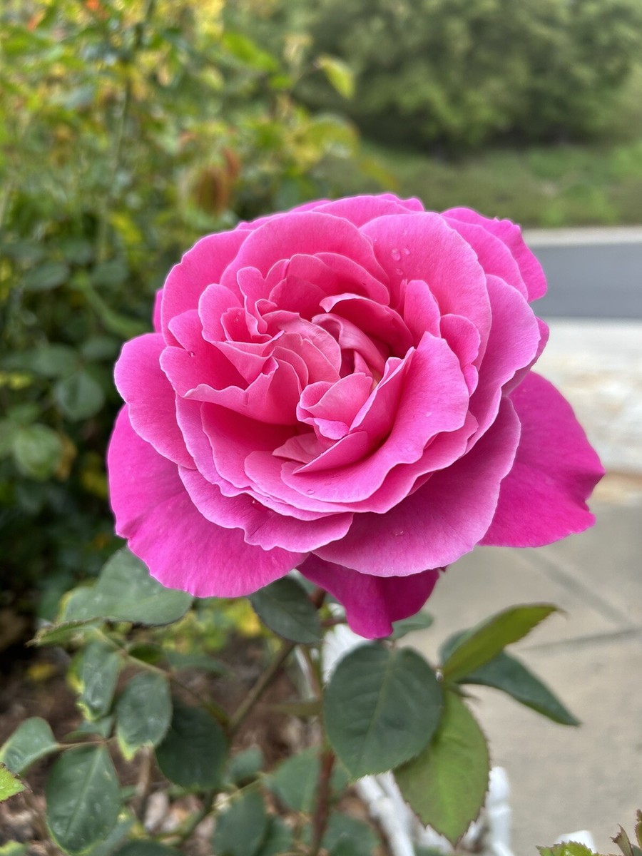Fragrant-Large-Dark Pink Rose - 5 Cuttings for planting - USA | eBay
