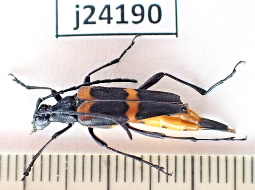 j24190. Insects, Cerambycidae sp. Vietnam, Lai Chau | eBay