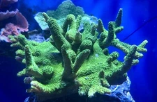 Green Slimer Acropora Coral