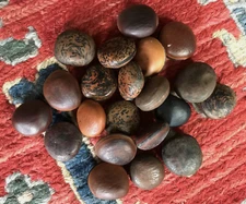 20 Hamburger Sea Beans Cow Eye Magic Beans from Hanalei Bay Kauai Hawaii