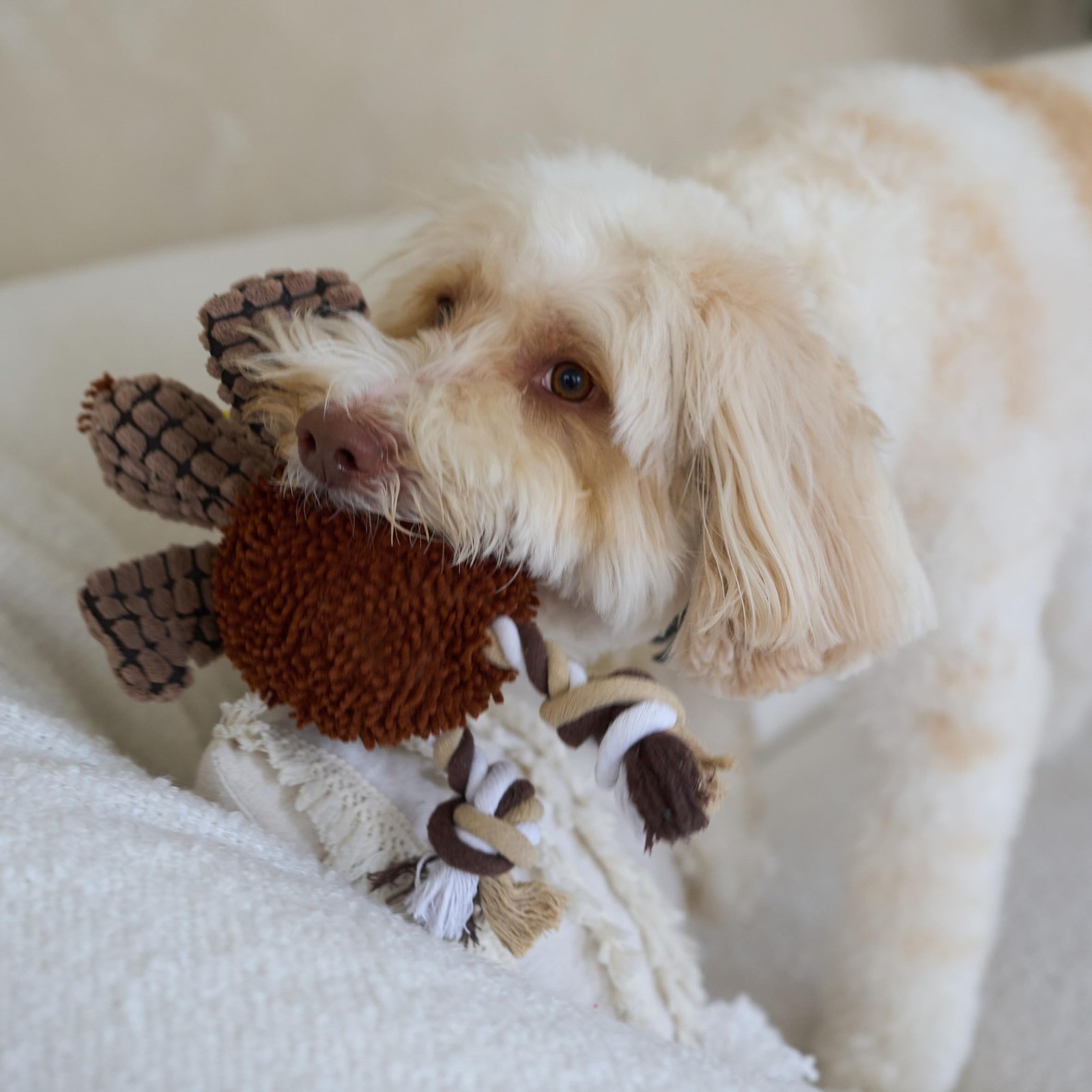 SPOT Gigglers Chicken Dog Toy with Giggle Sound, Textured Plush Tug Toy with ...