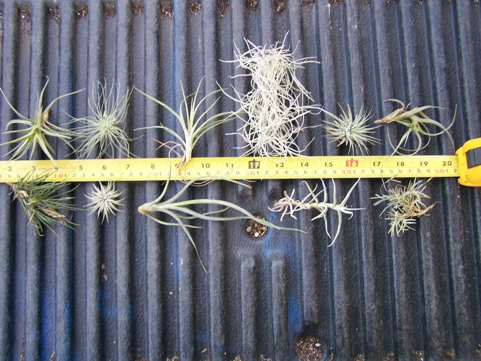Variety Pack Bromeliad Tillandsia Air Plant orchid epiphyte cactus voodoo dragon
Opens in a new wind