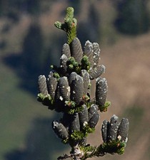 Abies lasiocarpa 100-126cm | Subalpine fir | Rocky Mountain fir -  - Abete subal