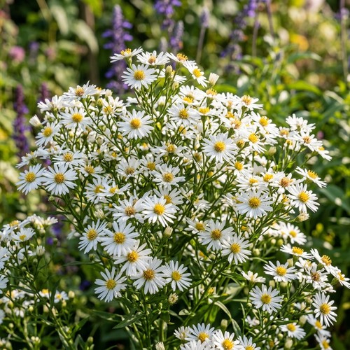 50 White Aster Seeds for Planting - Vibrant Heirloom Perennial Garden Floral - Picture 2 of 6