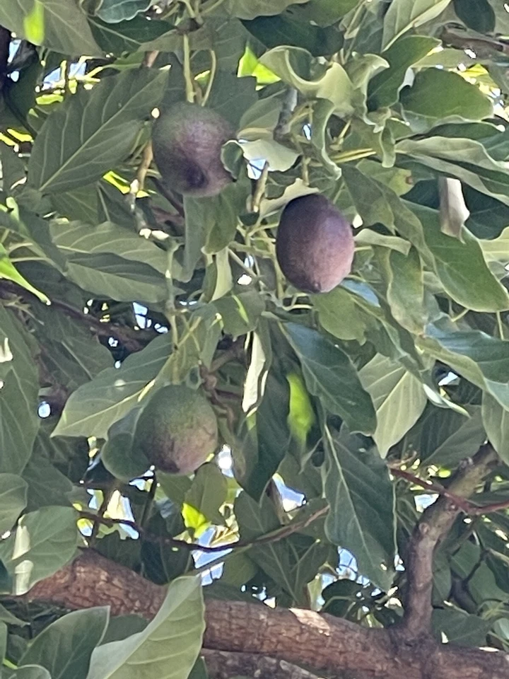 HASS AVOCADO SCION CUTTING FOR GRAFTING. (4 Pieces) - Image 3 of 4