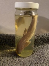 Cucciolo di squalo imbalsamato vintage