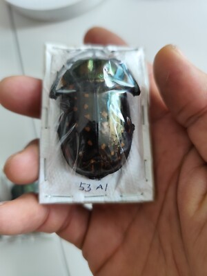 標本 Cheirotonus formosanus pair 46-55mm Cheirotonus formosanus