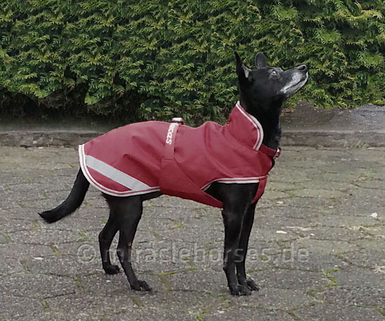 Pet Rageous Calgary Hundemantel Größe XL, Rot – Mit Öffnung Für Geschirr, Wasserdicht