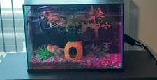 oranda goldfish and tank