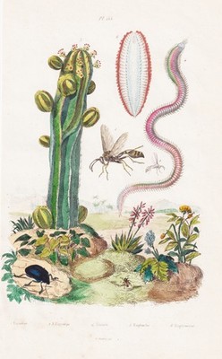 Fliegen fly flies Kaktus Kakteen Käfer Zoologie Stahlstich Guerin-Meneville 1833