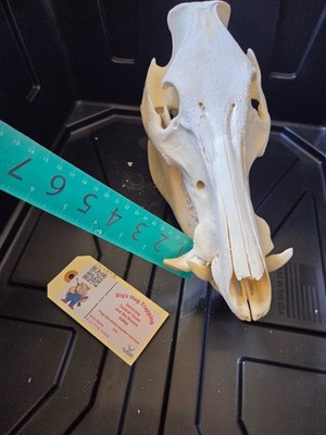 Wild Hog Skull Boar From Texas Feral Pig Hunting Trophy Bone Teeth Tusks