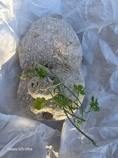 Sm. Ibervillea Lindheimeri Caudexm  Vines  Roots Caudiciform  7×4"  2" thick