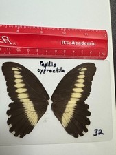 UAP 31 A+/A  Papilio cyproefila   GOING OUT OF BUSINESS