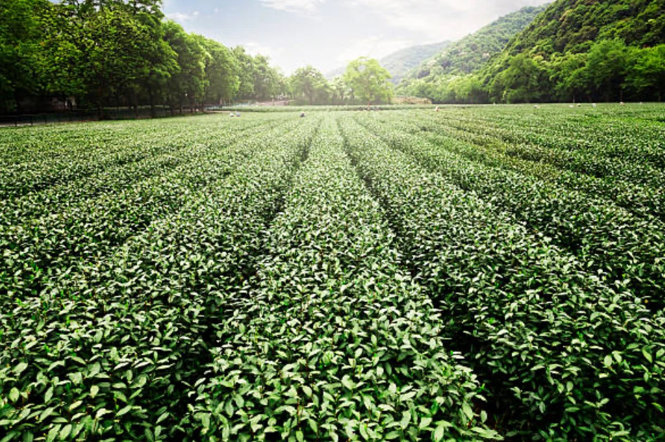 Té Verde Japonés IYEMON Cha Sencha con Matcha - 100g - ¡Envío Gratis! Foto 4 de 4