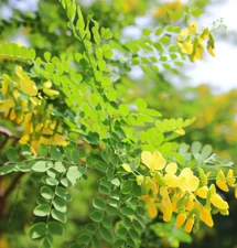 Dalbergia Sissoo (North Indian Rose Wood) Tree Seeds, Fast-Growing, Aromatic