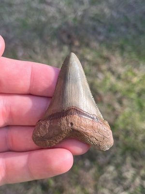#ad Fossil Otodus Angustidens Megalodon Grandad Shark Tooth Summerville SC $80.00
