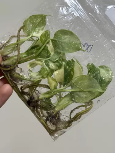 6 Variegated Monstera Thai Constellation TC Bag