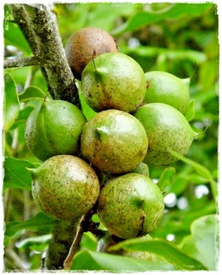 VIVAIO GARDEN FOREST NOCE DEL QUEENSLAND Macadamia Integrifolia Pianta esotica H 180 cm Foto Reali