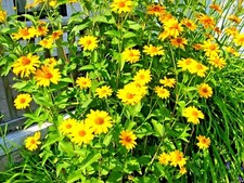 301 OX EYE SUNFLOWER Seeds Native Wildflower Summer Flower Garden Heat Cold Easy