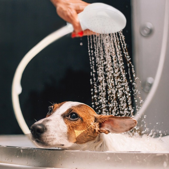 dog wash hose attachment
