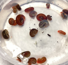 10  1 Ramshorn Snails Freshwater Clean Up Crew Blue Pink Red Brown Gold Leopard