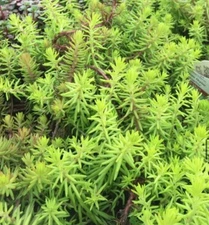 100 Creeping Sedum Plants ! ! Variety - “Angelina”