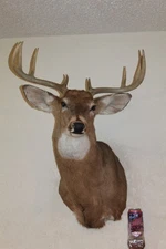 Wide Whitetail Deer Head Shoulder Mount Taxidermy Cape Shed Antler Mule