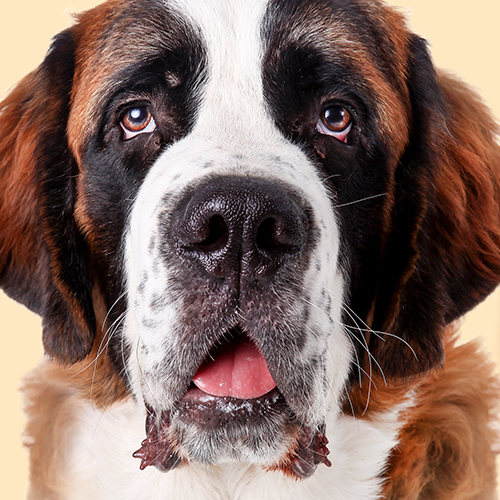 bernard dog close up head photoprint on cream 16" pillow