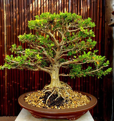 Japanese Boxwood Bonsai Exquisite: Must-Have! 24" From Bottom | eBay