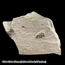 Jurassic Fish Skull Fossil Lyme Regis Dorset UK Black Ven Marls Lower Lias