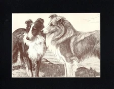 Vintage 1934 Shetland Sheepdog - CUSTOM MATTED - Dog Art Print - Scott Langley