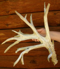 17 Pt 138" REAL Whitetail Deer Antler Shed Long Main Beam Self Standing Horns — photo 7