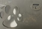 Foto 6 di 12