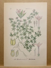 1886 ANTIQUE LITHOGRAPHY ILLUSTRATION BOTANY FLOWER FLORA NATURE DECOR...