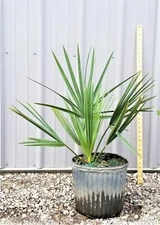 Sabal Minor Palm Tree, 3 Gallon, Cold Hardy