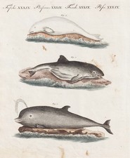 Porpoises porpoise beluga whale dolphins dolphins copperplate Bertuch 1802