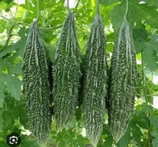 বাংলাদেশি করলা বীজ ,korola,kerala Plants-bitter melon, bitter gourd 10 Seeds
