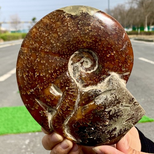 1.83LB Rare! Natural Tentacle Ammonite FossilSpecimen Shell Healing Madagascar - Picture 6 of 22