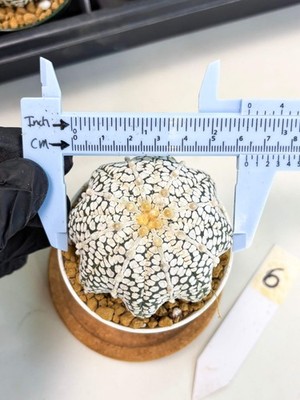 Astrophytum Star Shape (at2) (b6) | Japanese Import
