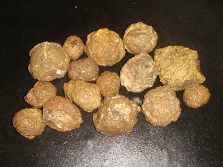 15 OLD MIXED WHOLE THUNDER EGGS 6 3/4 POUNDS OREGON
