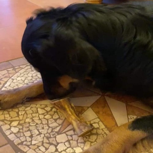 Rinder-Röhrenknochen 12cm - Kauartikel - Hunde-Kausnacks - Leckerli - Bild 6 von 20